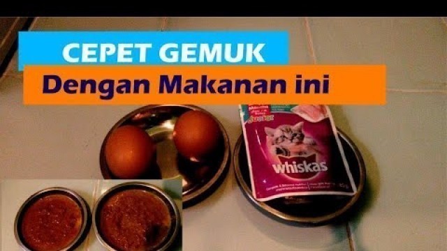 'Cara Membuat Kucing Cepet Gemuk'