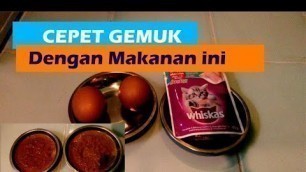 'Cara Membuat Kucing Cepet Gemuk'