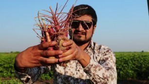 'Beans Curry, Salad and Roti Recipe By Nikunj Vasoya | Indian Village Recipe'