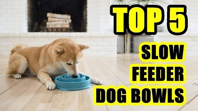 'TOP 5: Best Slow Feeder Dog Bowl 2021 | for Large and Small Dogs'