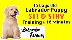 'Sit,Stay Training for  45 days old Labrador  in 10 minutes tamil'