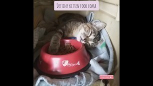 'kitten dreams and food coma || Destiny Kitten || shorts'