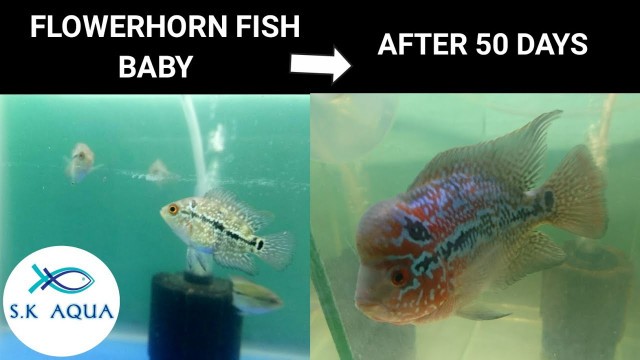 'Flowerhorn fish baby after 50 days. [TAMIL]'