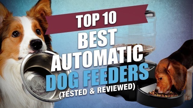 'Top 10 Best Automatic Dog Feeders'