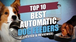 'Top 10 Best Automatic Dog Feeders'