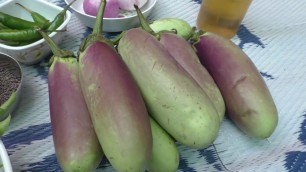 'Village Style Cooking / brinjal curry recipe Cooking By Village food Recipes'