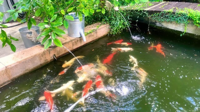 'Koi pond automatic fish feeder and Dog Food Feeder'