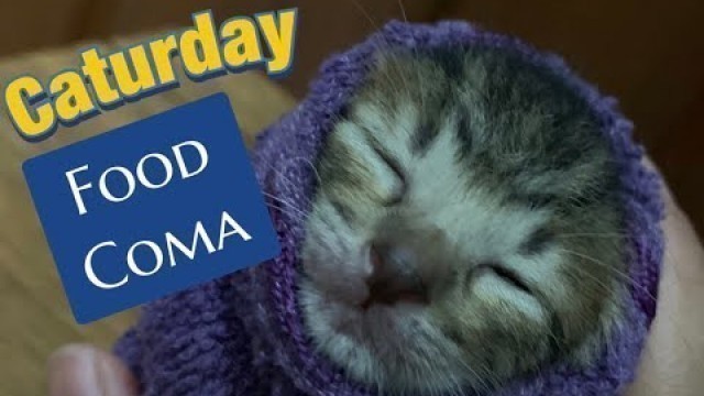 'CATURDAY Ep 2 | Food Coma 