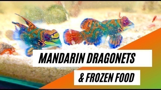 'How to feed Mandarin Dragonets with frozen food  - Training Method'