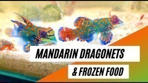 'How to feed Mandarin Dragonets with frozen food  - Training Method'