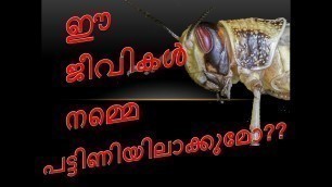 'Locust Swarming destroy food grains all over the world      ഈ ജീവികൾ ലോകത്തെ  പട്ടിണിയിലാക്കുമോ??'