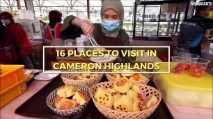 'Cameron Highlands Holiday Guide - 16 Places To Visit - Malaysian Street Food'