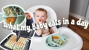 'what my baby eats in a day / 10 months old / meal ideas for baby'