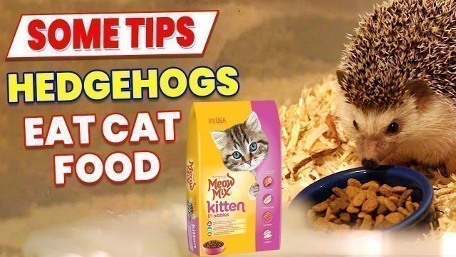 'Can hedgehogs eat cat food - hedgehogs quick care guide for beginners'