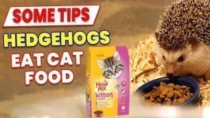 'Can hedgehogs eat cat food - hedgehogs quick care guide for beginners'