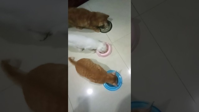 'Cara membuat wetfood kucing part 9'