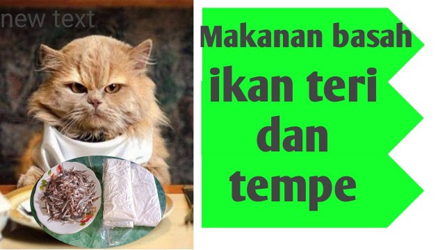 'Membuat Wet Food/Makanan Basah untuk kucing menggunakan Ikan Teri dan Tempe'