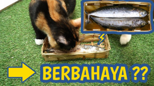 'Kucing Makan IKAN Pindang BERBAHAYA ???'