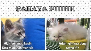 'Kasih Kucing Peliharaan Daging Mentah / Raw Food, yakin..?'