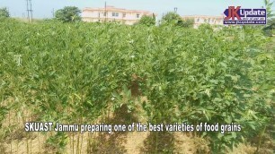 'SKUAST Jammu preparing one of the best varieties of food grains'