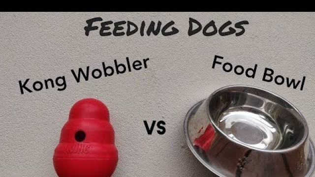 'Feeding Dogs - Food Bowl vs Kong Wobbler'