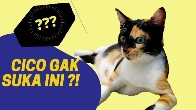 'Membuat Makanan Kucing Sendiri Dari Dada Ayam | Wet Food Murah Meriah | CD #3'