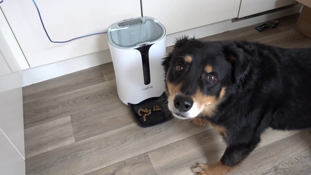 'Roffie Automatic Cat Feeder, Dog Food Dispenser for Small & Medium Pets 7L Model PF30 In Action'