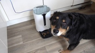 'Roffie Automatic Cat Feeder, Dog Food Dispenser for Small & Medium Pets 7L Model PF30 In Action'