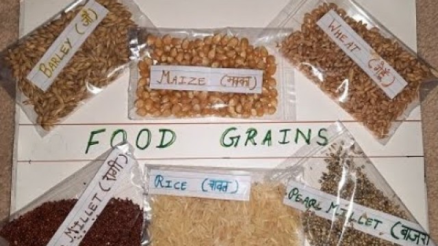 'Chart on food grains | Learn grain names | Kids activity with food grains'