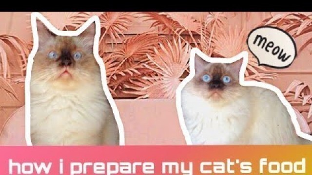 'HOW I PREPARE MY CAT\'S FOOD! (Philippines) #Furryvlog'