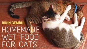 'BIKIN KUCING GEMBUL || MEMBUAT SENDIRI WET FOOD || D.I.Y  CAT\'S WET FOOD FOR DIARRHEA AND DAILY'