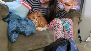 'Long Haired Chihuahua Tinkerbell Going Into Peanut Butter Food Coma!'