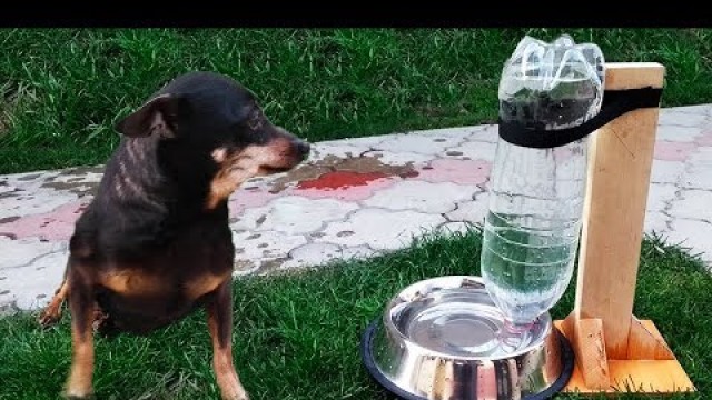 'DIY Puppy Dog Water Dispenser at Home'