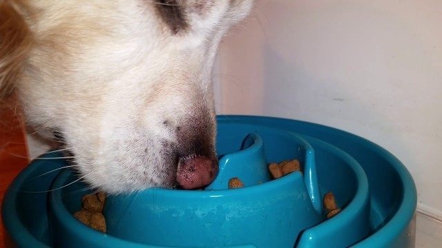 'Hungry Dog Eating Wellness Large Breed Dog Food From Slow Feeder Bowl - ASMR'