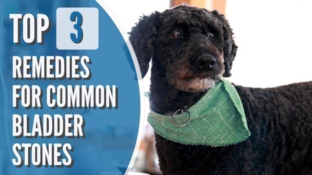 'Bladder Stones in Dogs and Cats: Top 3 Effective Remedies'