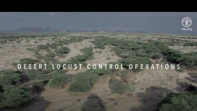 'Desert Locust in Kenya - Control Operations in Turkana County'