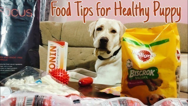 'Leo Labrador Puppy diet review | Healthy puppy food and treats | Dog Food review in tamil'