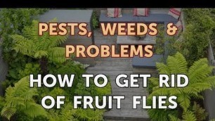 'How to Get Rid of Fruit Flies'