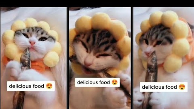 'Delicious food testing #shorts #cute #cat #animals'