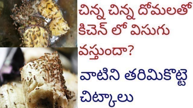 'Get rid of fruit flies in telugu|| how to get rid of fruit flies in telugu || flush out fruit flies'