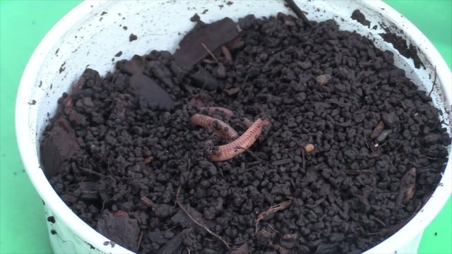 '2021 SWA 4R Scavenger Hunt - Worm Food'