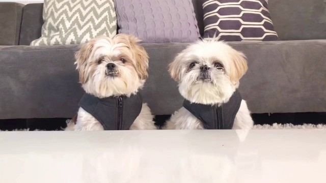 '[shih tzu] Food Testing Part III - Guess What Happened When both ZaiZai and MoMo Eating Together'