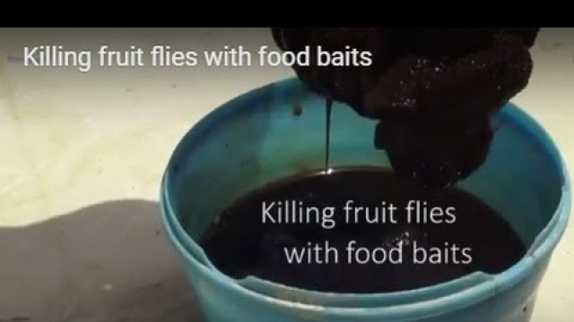 'Killing fruit flies with food baits'