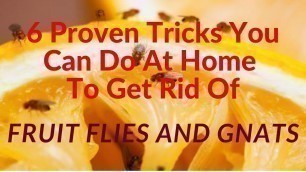 '6 Simple Home Remedies to Instantly Get Rid of Fruit Flies & Gnats at Home'