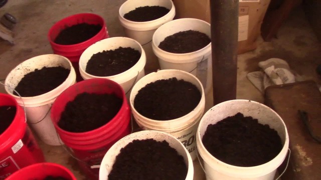 'Here\'s How I Use Worm Castings for Food & Money'