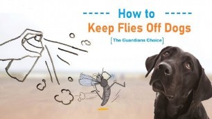 'How to Keep Flies Off Dogs - The Guardians Choice'