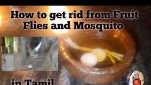 'How to get rid from Fruit Flies and Mosquito | in Tamil'