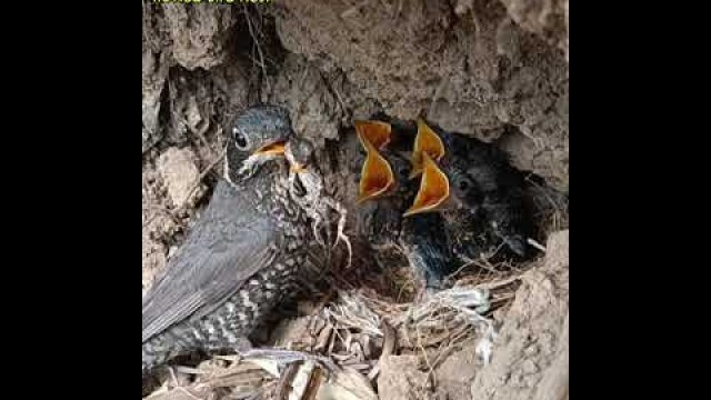 'Birds Siberian thrush Find all kinds of food for children Worm garden lizard [ Review Bird Nest ]'