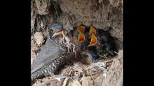 'Birds Siberian thrush Find all kinds of food for children Worm garden lizard [ Review Bird Nest ]'