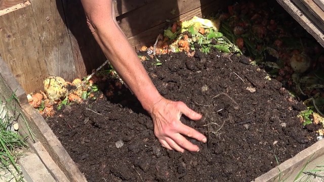 'Feeding worms in an in-ground worm bin'